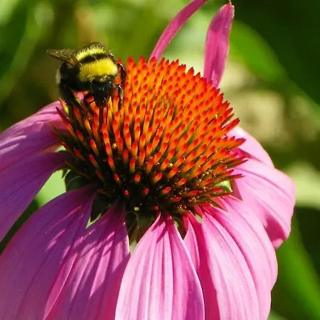 Herbalija Herbalija - Sorrounded By Nature Podčetrtek