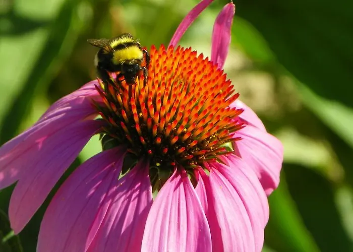 Herbalija Herbalija - Sorrounded By Nature Podčetrtek